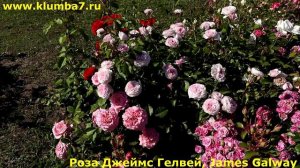 Великолепные сорта роз, с крупными, ароматными и довольно стойкими цветами.