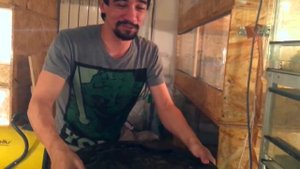 ЭКСТРЕМАЛЬНАЯ УБОРКА У КОРОЛЕВСКОЙ КОБРЫ. Лайфхак со змеями в линьке