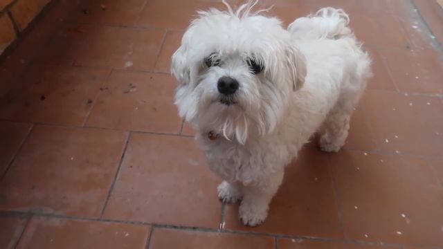 24 ЧАСА НА ЧУЖОМ БАЛКОНЕ С БИЛЛИ | СПАСАЕМ КОШКУ АРИЕЛУ смотреть онлайн