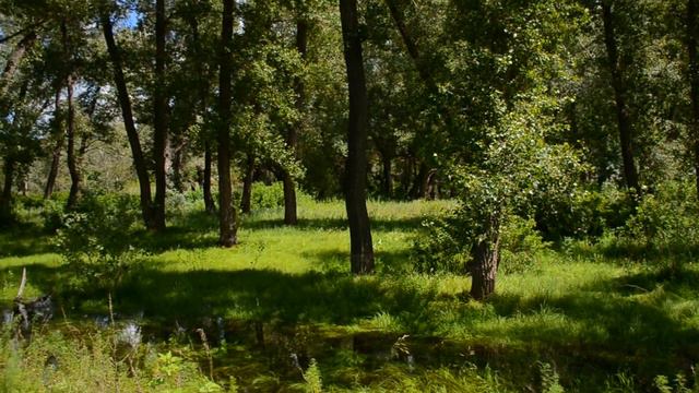 Павлодар - Зеленая роща смотреть онлайн