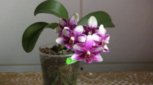 Первое домашнее цветение фаленопсиса Phal. Jai Ho Summer Love