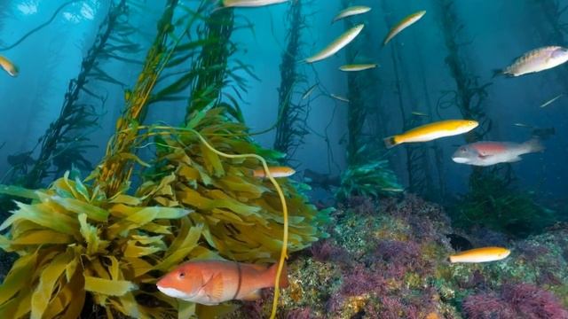 РЫБА КОТОРУЮ ЛУЧШЕ НЕ ЕСТЬ смотреть онлайн