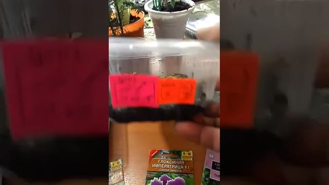 Глоксинии смотреть онлайн