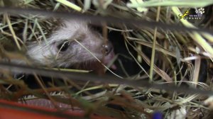 Как рождаются ёжики