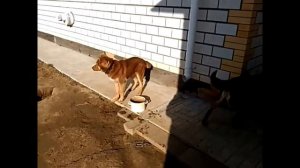 Щенок тувинской овчарки в 5 месяцев.