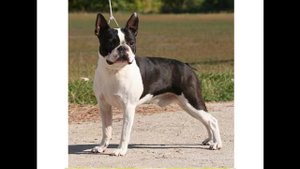 Бостон-терьер