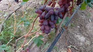 @Новый виноград УРУМ Балабанова Отзыв о винограде