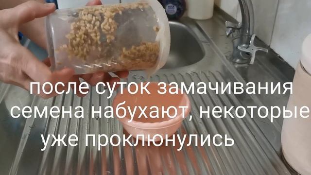 Как прорастить пажитник на микрозелень смотреть онлайн