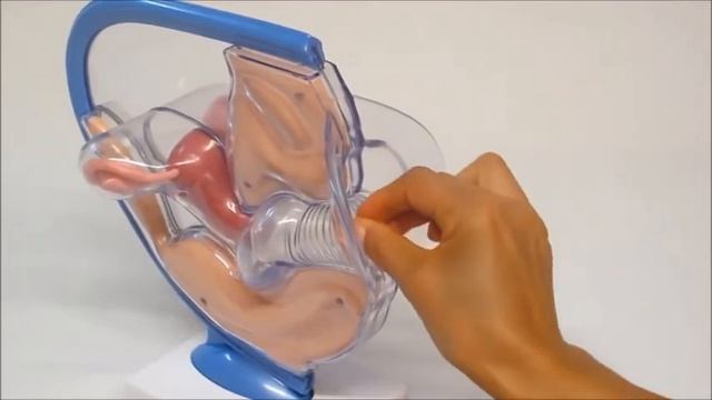 менструальная чаша, менструальна чаша woman`s cup смотреть онлайн