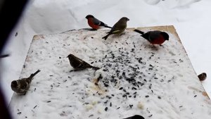 Толкотня  на птичьих кормушках. Птицы на кормушке.