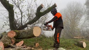 Stihl MS661 C Chainsaw cutting Ash for Firewood