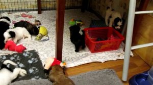 Тибетский терьер  "Голди Аншула" г. Москва (Щенки Геры и Беллы) 4