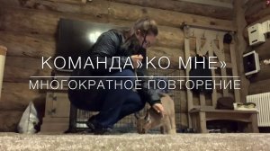 Дрессировка Каракала .С Вами Севостьянова Наталья