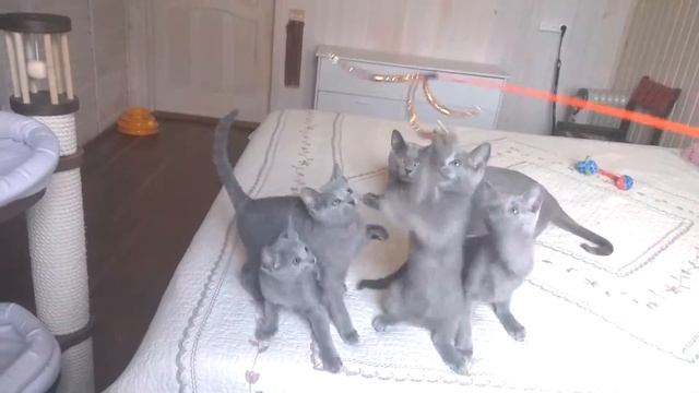 Русские голубые котята из питомника "RAZDOLIE". 2,5 месяца.