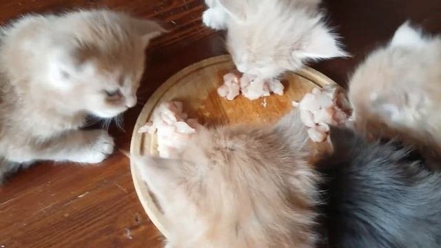 котята мейн-кун кушают курочку