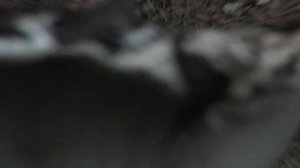 сосновый бор