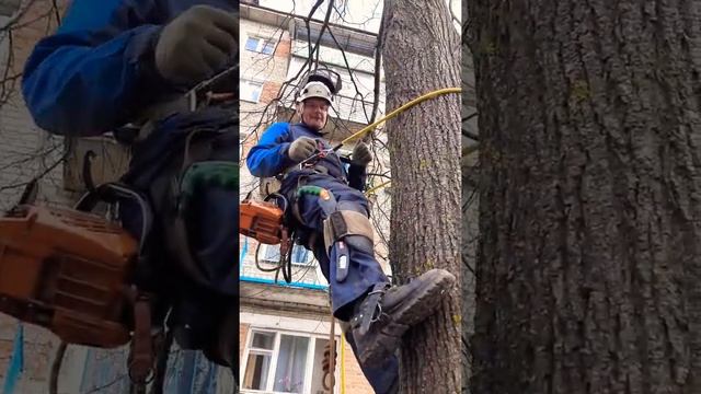 С Днем Арбориста коллеги, с праздником Древонасаждения