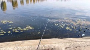 JS Company Bixod Mebaru R422s 752UL в кастинг