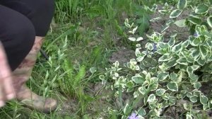 Барвинок похожий на дёрен