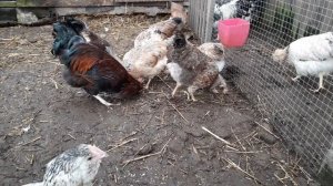 украинская ушанка 19 недель