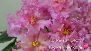 АВ-Рыжая Бестия Новинка сезона с выразительными цветами. Центр цветка жёлтый с оранжевым лучами.