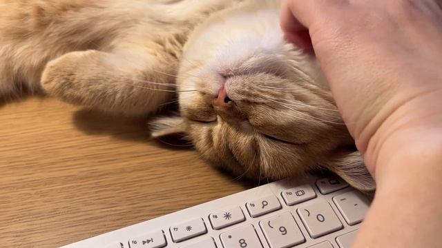 Работа мечты или ПОГЛАДЬ КОТА! (Как Соня работает) смотреть онлайн