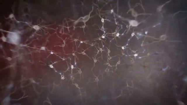 Физиология Высшей Нервной Деятельности. Олег Александрович Чагин. смотреть онлайн