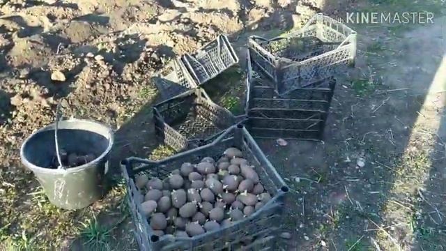 Посадка картофеля Правильный способ . смотреть онлайн