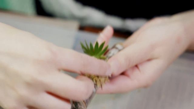 Как посадить мини-орхидею НА БЛОК. Ericyna pusilla (Oncidium pusillum) / Вып. 7