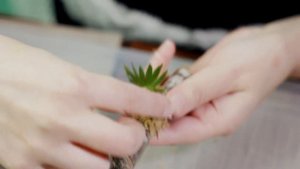 Как посадить мини-орхидею НА БЛОК. Ericyna pusilla (Oncidium pusillum) / Вып. 7
