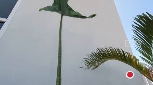 Alocasia Zebrina - Alocasia Tigrina Superba - Alocasia Tandurusae Reticulata