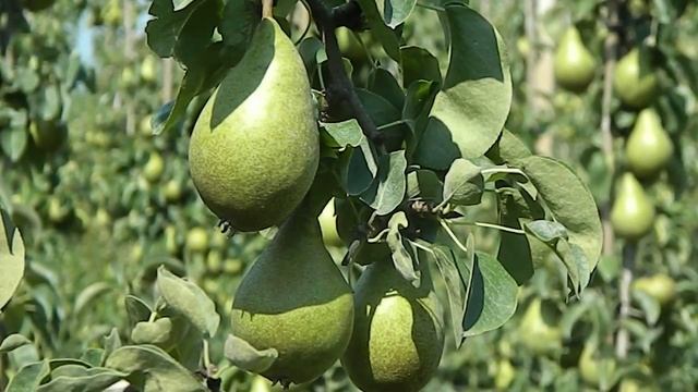 Pyrus communis 'Oksana' (Xenia peer) смотреть онлайн