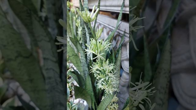 Blooming Snake Plant /San Severia Trifasciata "Futura" #snakeplant #sanseveria #flower #philippines