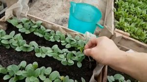 ПИКИРОВКА ОГУРЦА. Зачем, КАК?. Март. Тибурон. Бёрн. Ленара. Всхожесть 100%