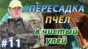 Пересадка пчёл весной в чистый улей. На примере 14 рамочных ульев под рамку Дадана