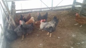 Содержание кур зимой в теплице