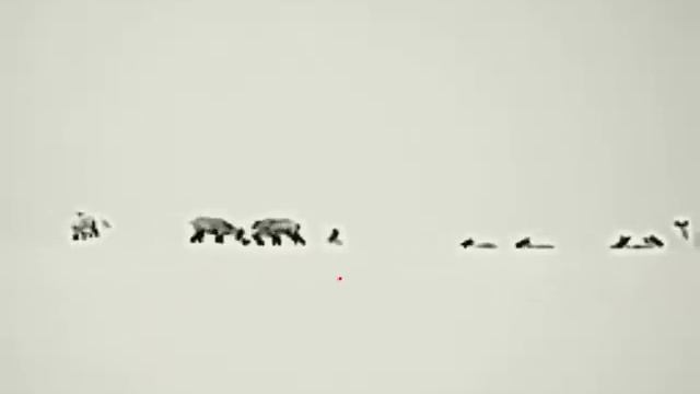 тепловизор skp19w, кабаны и олени. смотреть онлайн