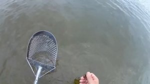 В воде еще много ЗОЛОТА! Пляжный поиск с металлоискателем и скупом в МОРЕ!