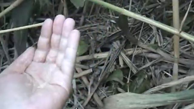 DV19A009 смотреть онлайн