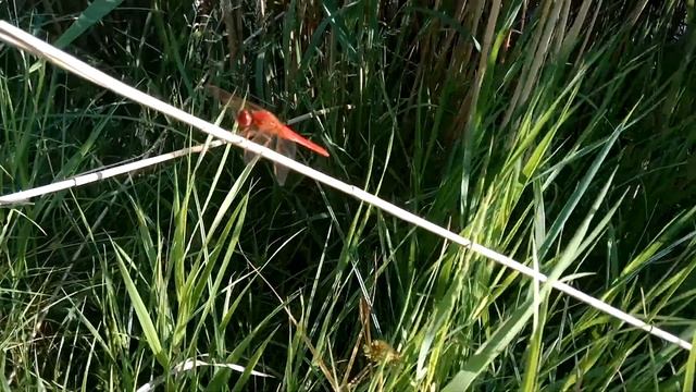 КРАСНАЯ СТРЕКОЗА - Red Dragonfly (Odonata, infraorder Anisoptera)
