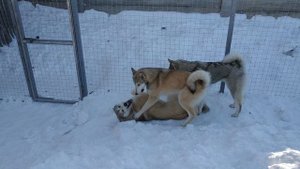 Щенки западносибирских лаек питомника С ТУРУХАНСКОГО КРАЯ