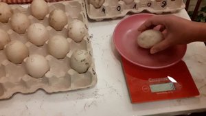 Мускусная утка тяжёлой немецкой линии.Ответы на самые частые вопросы по весу инкубационного яйца