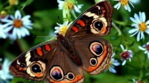 СОК БЕРЕЗОВЫЙ-автор-гр Лукьяновка  ,поет Г.Погорельская.mp4