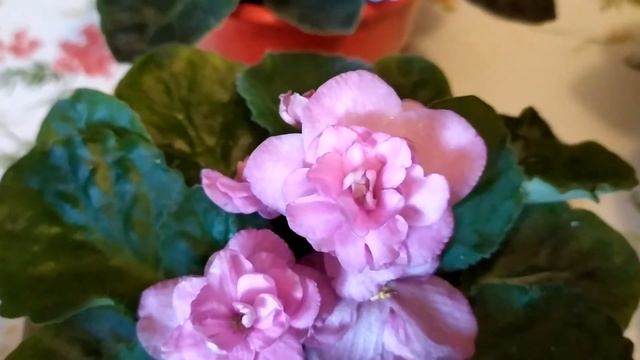 МОИ ЦВЕТУЩИЕ ФИАЛКИ ОБЗОР смотреть онлайн