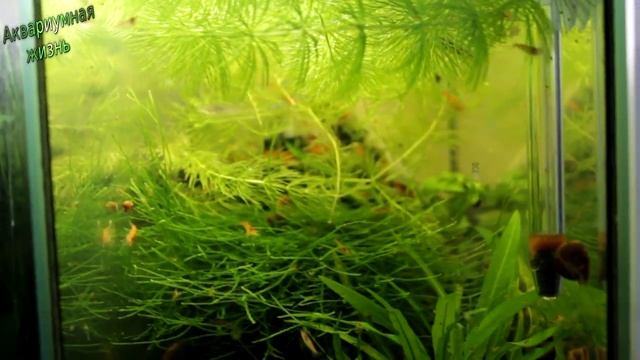 Как поживают аквариумы смотреть онлайн