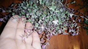 Мои традесканции в декабре. Комнатные цветы.