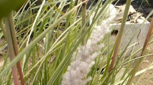 Злак-гигант.Кортадерия Эриантус Равеннский.Злаковый сад.