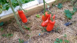 12 ОКТЯБРЯ 2020  САМЫЕ ЛЕЖКИЕ ТОМАТЫ