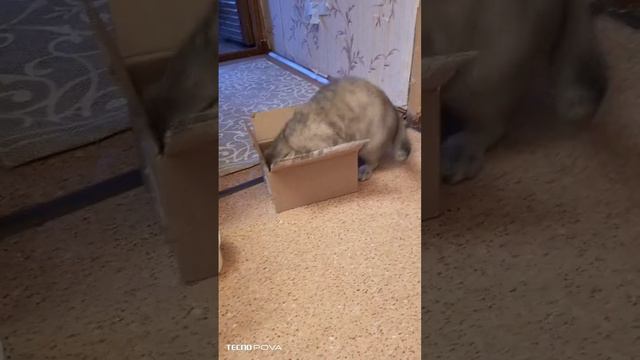 Когда коробка не по размеру, что делать кошке?😼 смотреть онлайн