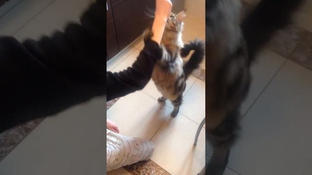 Мейн-кун выполняет команды ;)